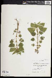 Urtica dioica image