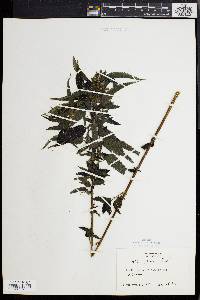 Urtica dioica image