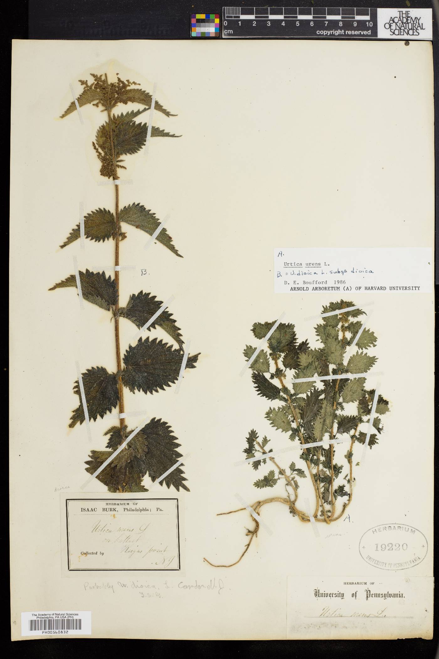 Urtica urens image