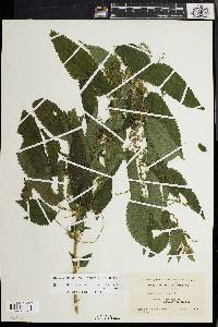 Urtica gracilis image