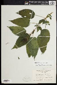 Urtica gracilis image