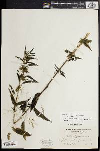 Urtica gracilis image