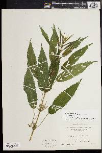 Urtica gracilis image