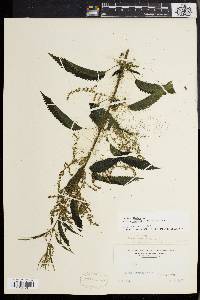 Urtica gracilis image