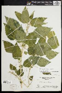 Urtica gracilis image