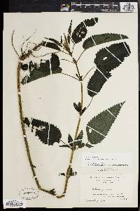 Urtica gracilis image