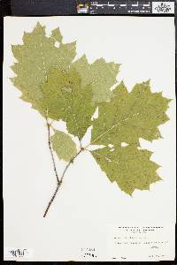 Quercus borealis image