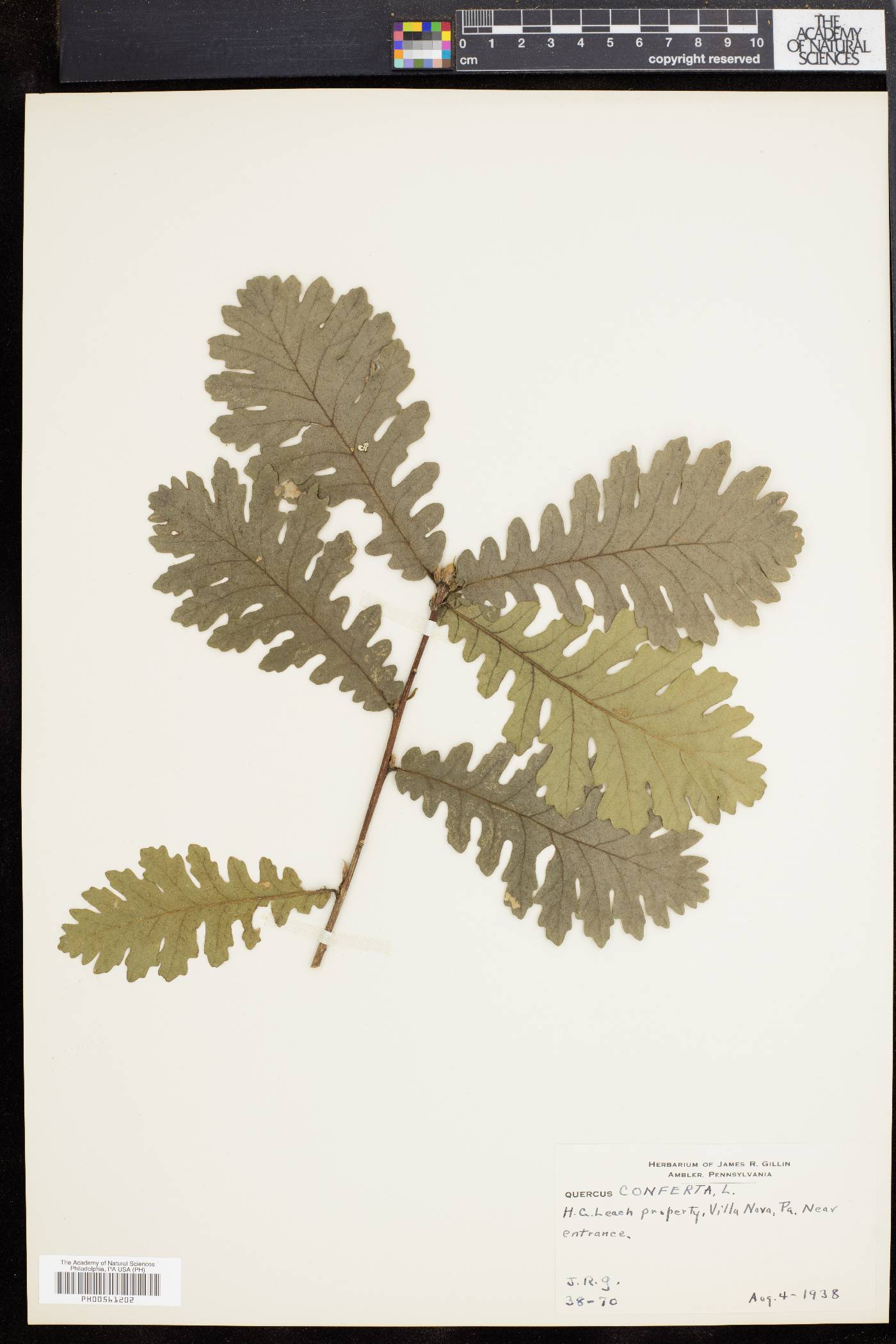 Quercus conferta image