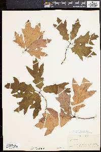 Quercus cerris image