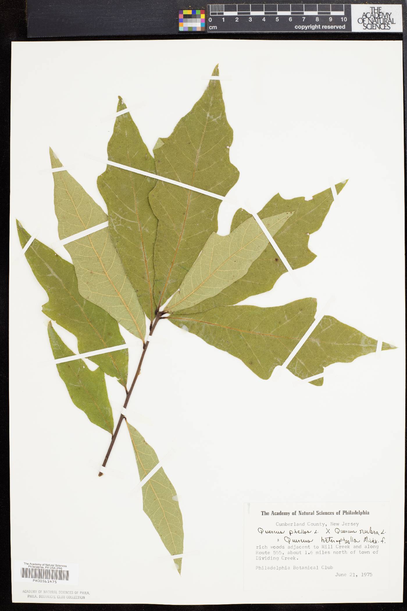 Quercus cerris image