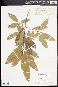 Quercus cerris image