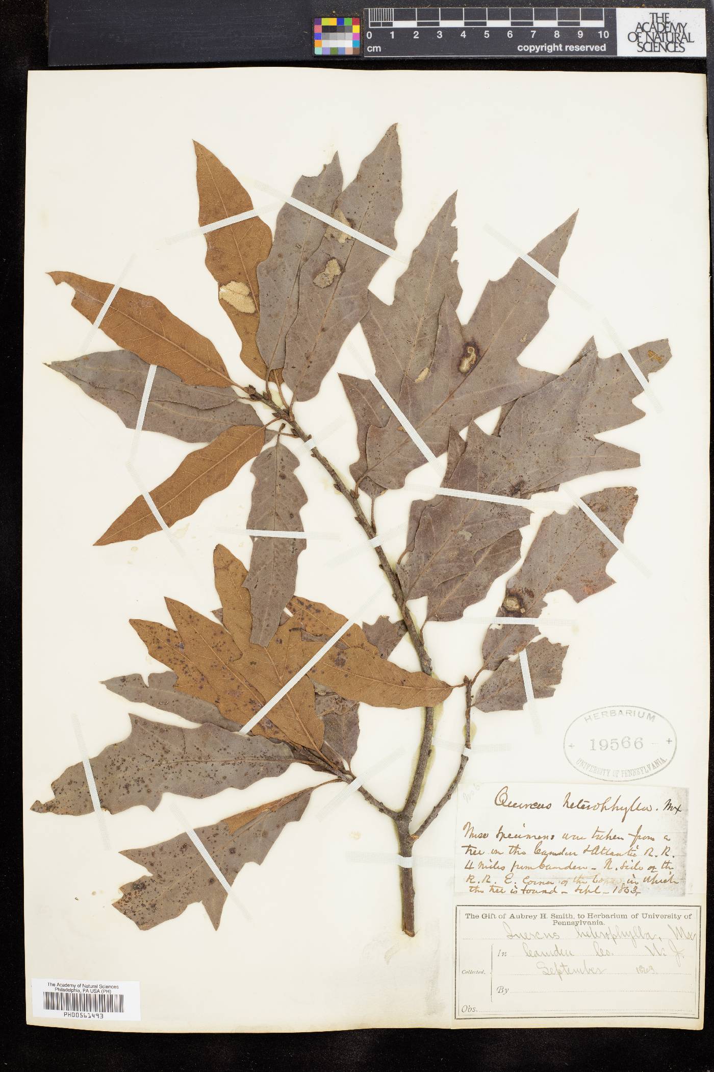 Quercus cerris image