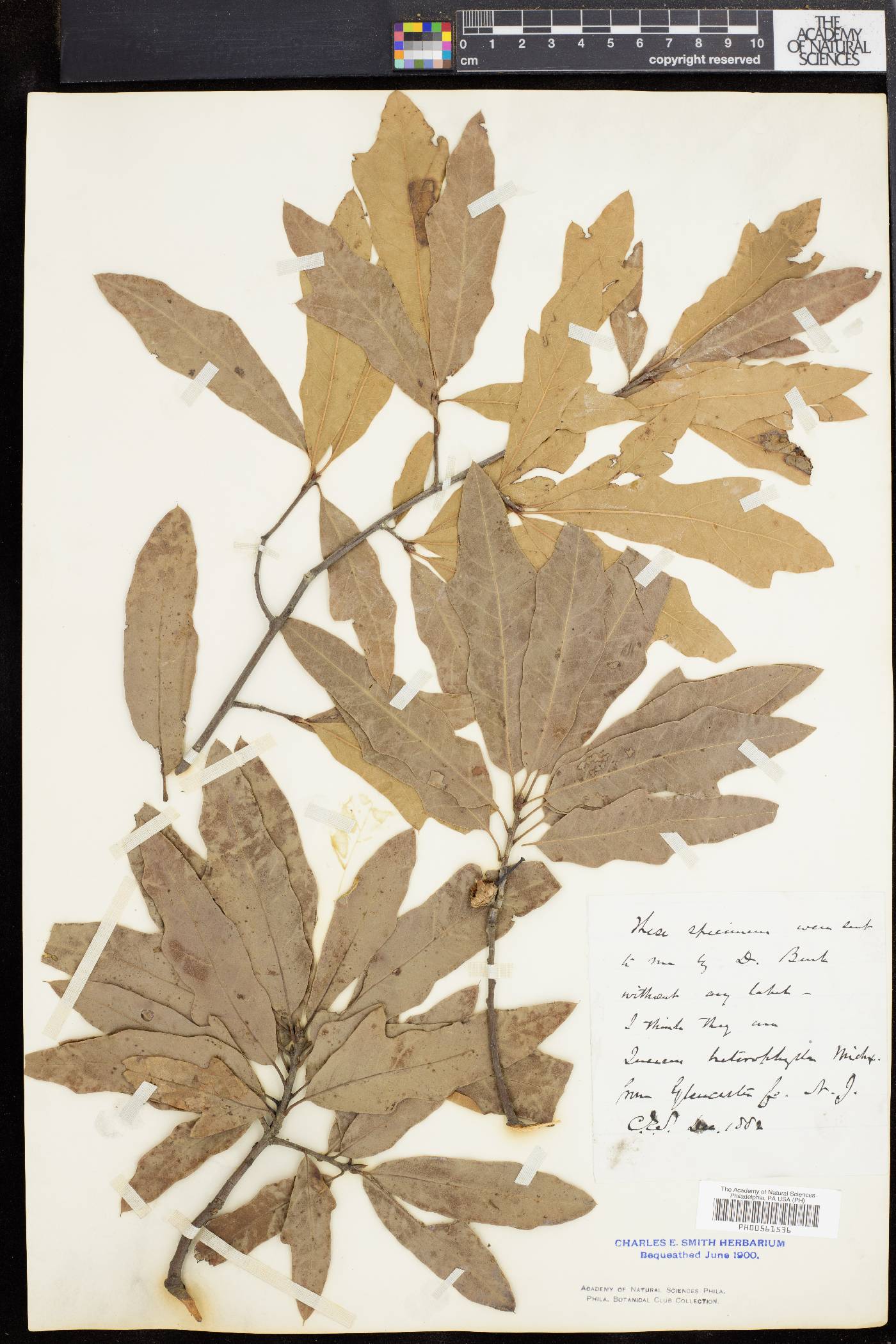 Quercus cerris image