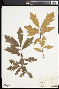 Quercus cerris image