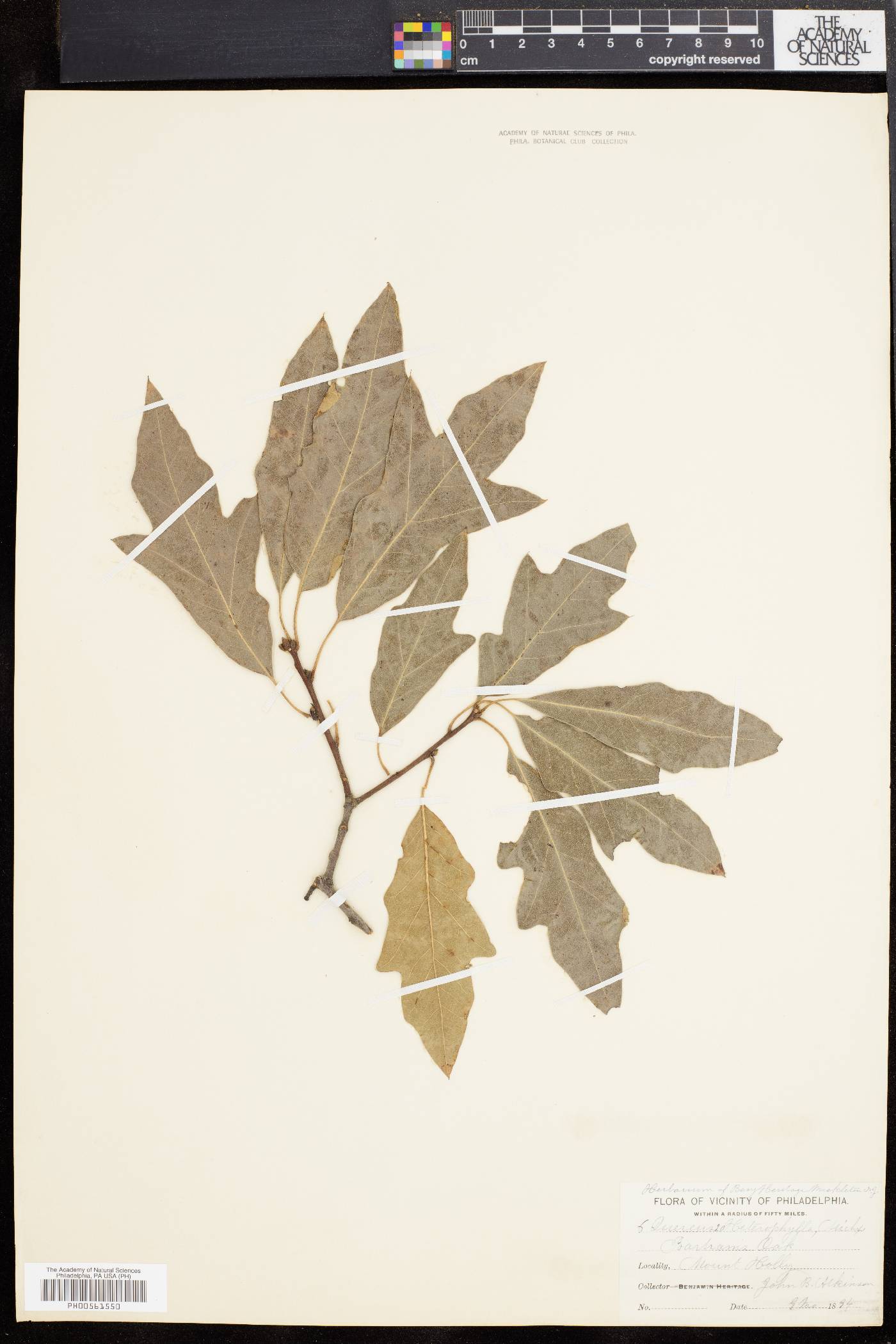 Quercus cerris image