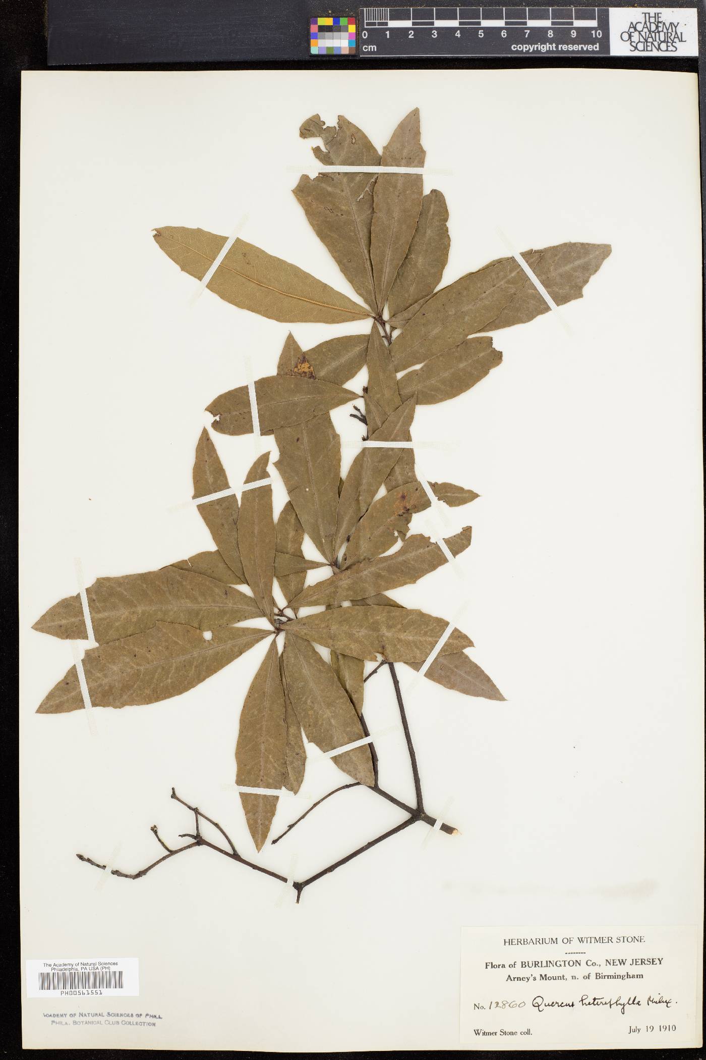 Quercus cerris image