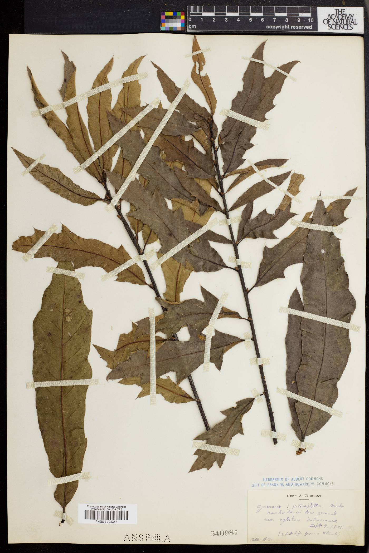 Quercus cerris image