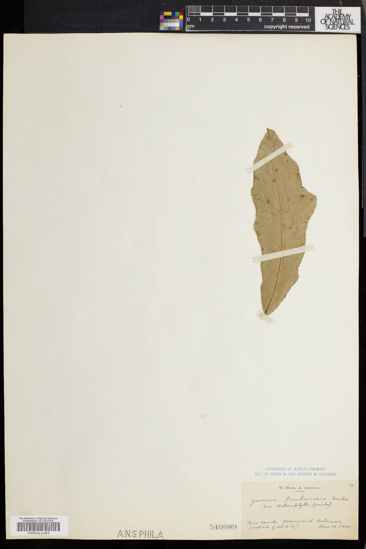 Quercus cerris image