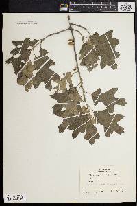 Quercus ilicifolia image