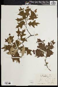 Quercus ilicifolia image