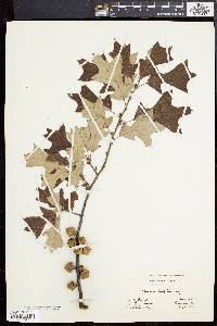 Quercus ilicifolia image