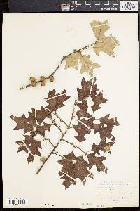 Quercus ilicifolia image