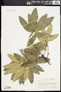 Quercus imbricaria image