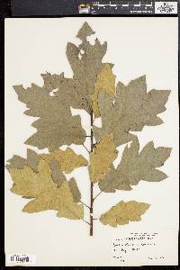 Quercus imbricaria image