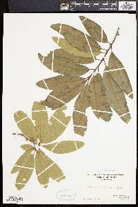 Quercus imbricaria image