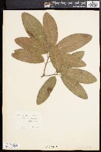 Quercus imbricaria image