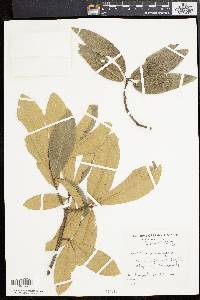 Quercus imbricaria image