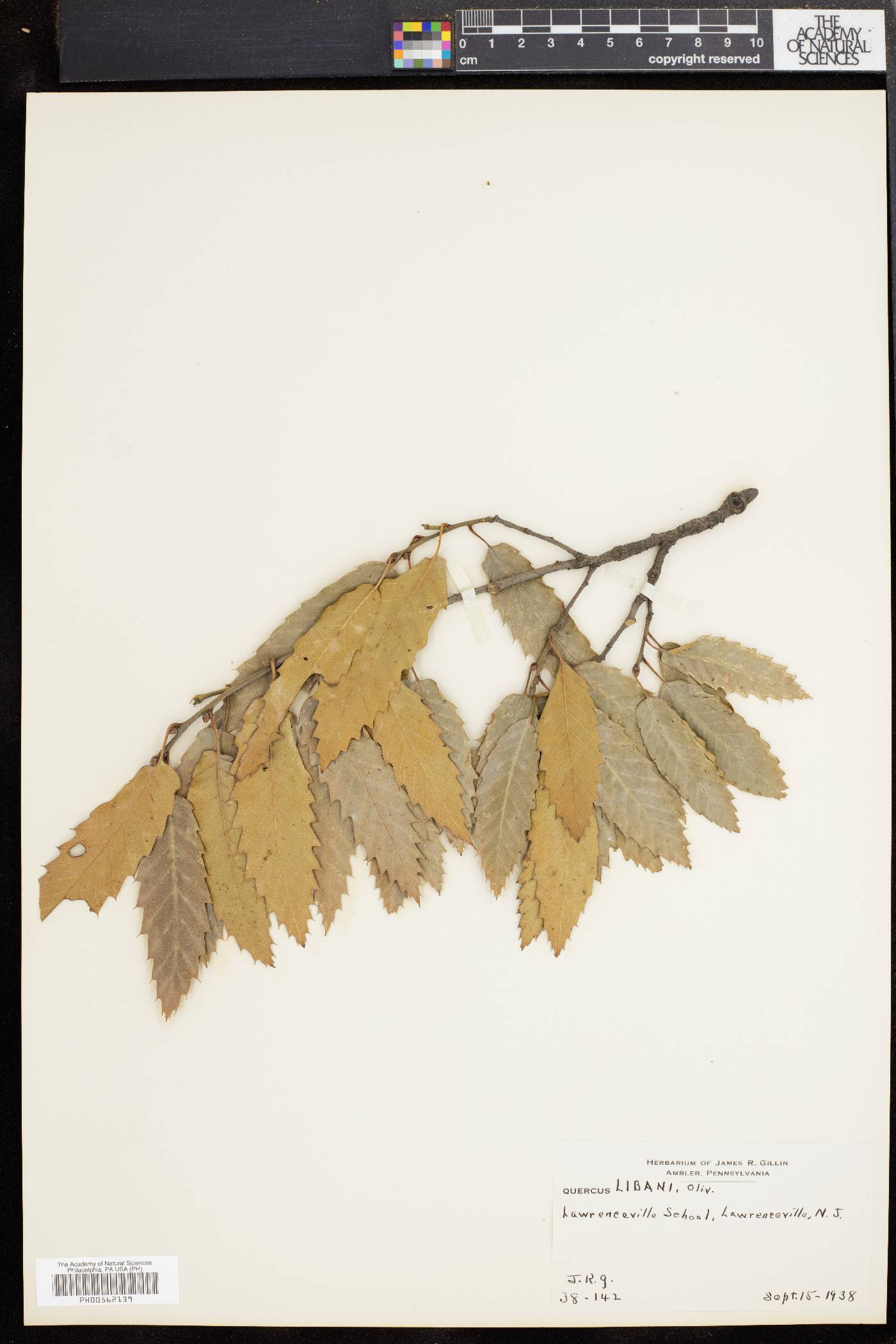 Quercus libani image
