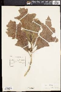 Quercus lyrata image