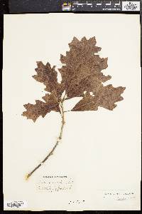 Quercus lyrata image