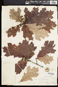 Quercus lyrata image