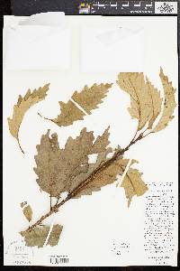 Quercus montana image