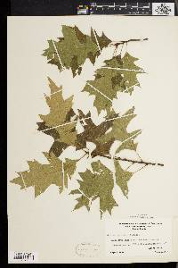 Quercus palustris image