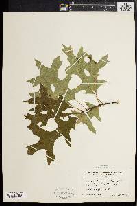 Quercus palustris image