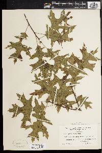 Quercus palustris image