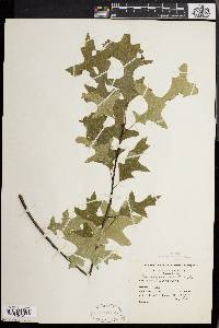 Quercus palustris image