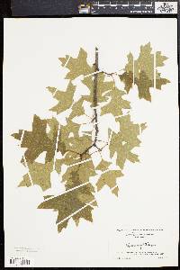 Quercus palustris image