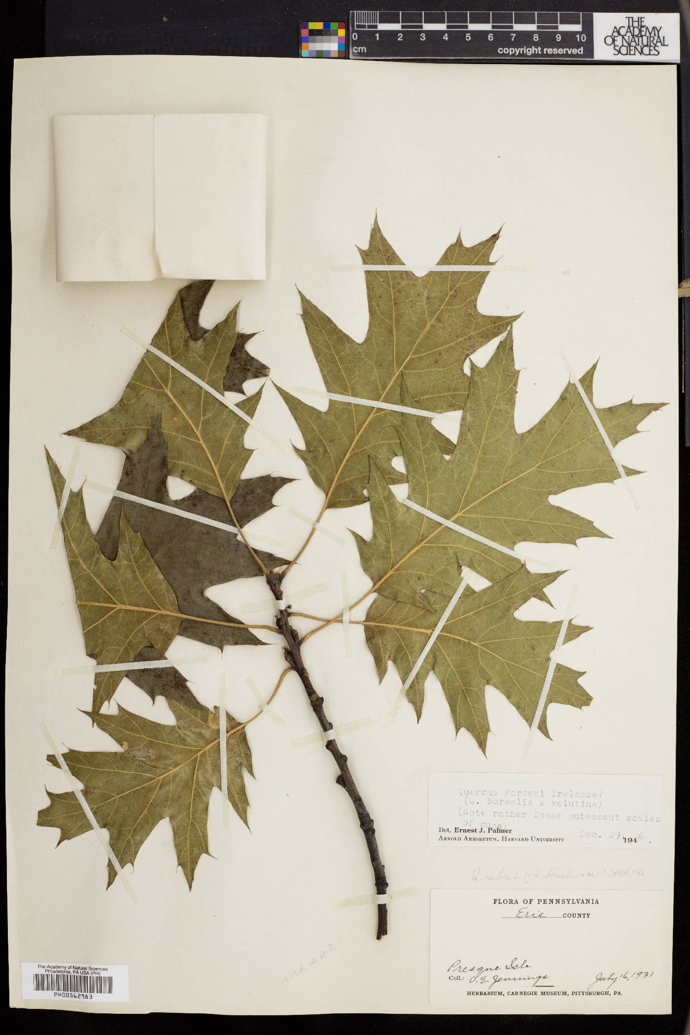 Quercus × hawkinsiae image