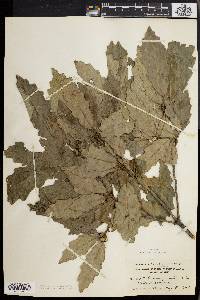 Quercus prinoides image