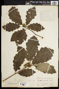 Quercus prinoides image