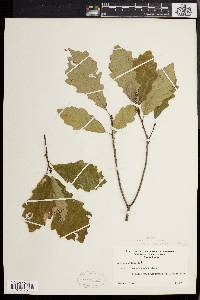 Quercus prinoides image