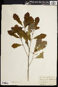 Quercus prinoides image