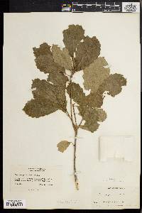 Quercus prinoides image