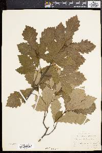 Quercus prinoides image