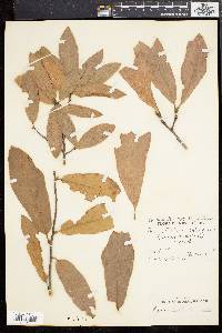 Quercus rudkinii image