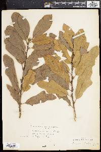 Quercus rudkinii image